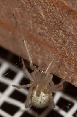  Enoplognatha Pavesi, 1880