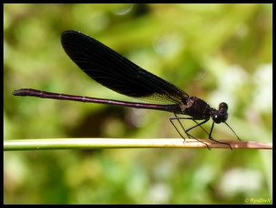 Caloptéryx hémorroïdal Calopteryx haemorrhoidalis (Vander Linden, 1825)
