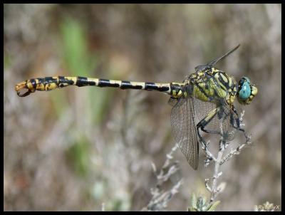Gomphe à forceps méridional (Le), Gomphe à pinces  Onychogomphus forcipatus unguiculatus (Vander Linden, 1823)