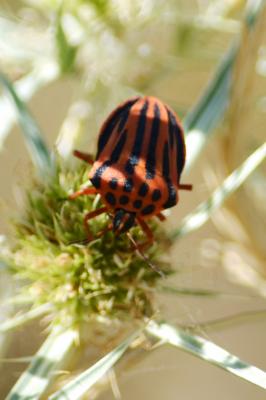  Graphosoma semipunctatum (Fabricius, 1775)