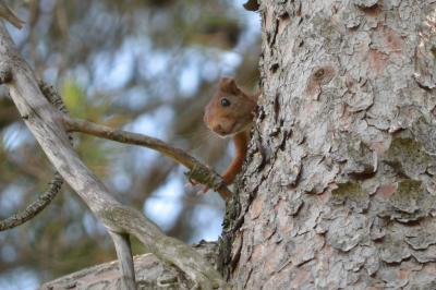 Écureuil roux Sciurus vulgaris Linnaeus, 1758