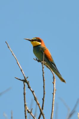 Guêpier d'Europe Merops apiaster Linnaeus, 1758