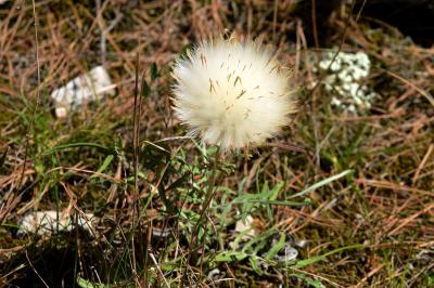 Rhaponticum coniferum subsp. coniferum (L.) Greuter, 2003