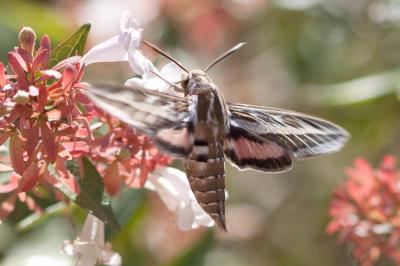 Sphinx livournien (Le) Hyles livornica (Esper, 1780)