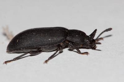  Cryphaeus cornutus (Fischer von Waldheim, 1823)