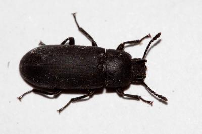  Cryphaeus cornutus (Fischer von Waldheim, 1823)