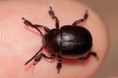  Timarcha goettingensis (Linnaeus, 1758)