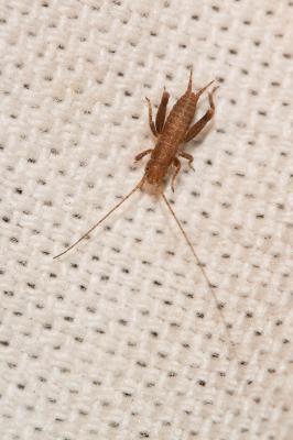 Grillon des Cistes Arachnocephalus vestitus Costa, 1855