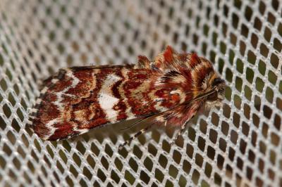 Noctuelle de la Myrtille (La) Anarta myrtilli (Linnaeus, 1760)