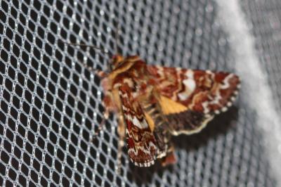 Noctuelle de la Myrtille (La) Anarta myrtilli (Linnaeus, 1760)