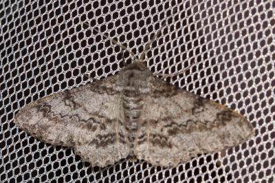 Boarmie lunulée (La) Ascotis selenaria (Denis & Schiffermüller, 1775)