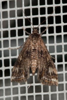  Cataclysta lemnata (Linnaeus, 1758)