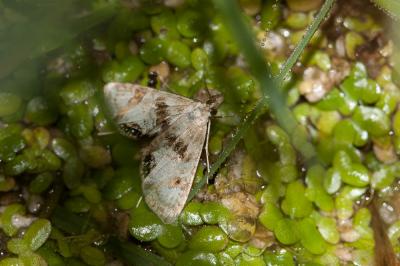  Cataclysta lemnata (Linnaeus, 1758)
