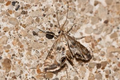  Cataclysta lemnata (Linnaeus, 1758)