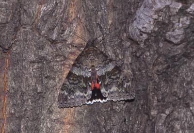 Mariée (La) Catocala nupta (Linnaeus, 1767)