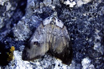 Rousse (La), Chesias oblique (La) Chesias rufata (Fabricius, 1775)