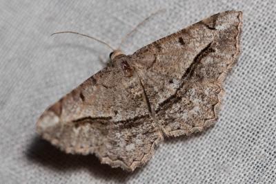 Philobie du Tamaris (La) Chiasmia aestimaria (Hübner, 1809)