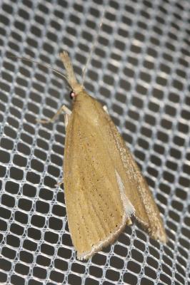  Chilo luteellus (Motschulsky, 1866)