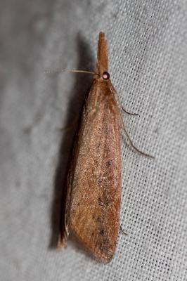  Chilo phragmitellus (Hübner, 1810)