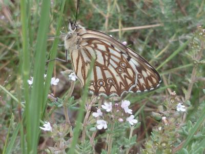Échiquier d'Occitanie (L'), Demi-Deuil occitan (Le Melanargia occitanica (Esper, 1793)