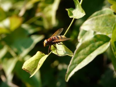Volucelle zonée Volucella zonaria (Poda, 1761)