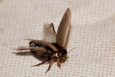 Dytique noir Colymbetes fuscus (Linnaeus, 1758)