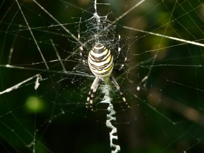 Épeire frelon Argiope bruennichi (Scopoli, 1772)