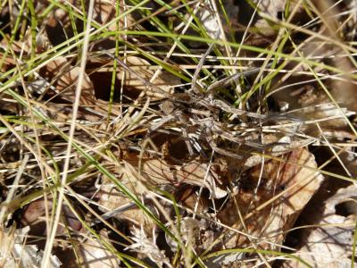Tarentules Lycosa tarantula (Linnaeus, 1758)