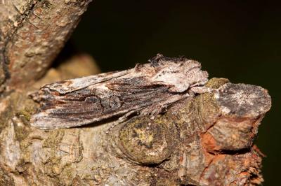 Conspicillaire (La) Egira conspicillaris (Linnaeus, 1758)