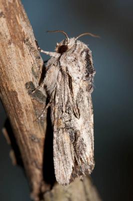Conspicillaire (La) Egira conspicillaris (Linnaeus, 1758)