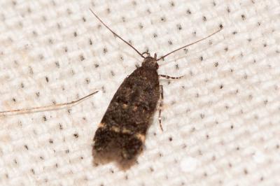  Bryotropha dryadella (Zeller, 1850)