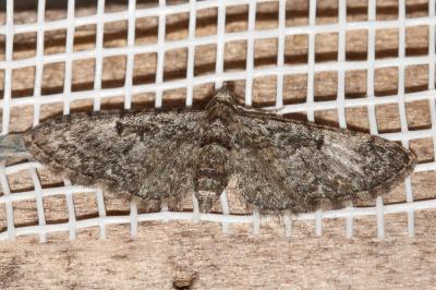  Eupithecia Curtis, 1825