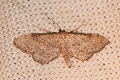 Acidalie chétive (L') Idaea infirmaria (Rambur, 1833)