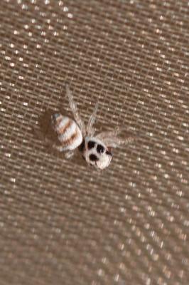  Salticus cingulatus (Panzer, 1797)
