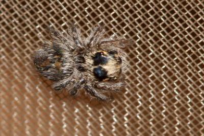 Saltique sanguinolent Philaeus chrysops (Poda, 1761)