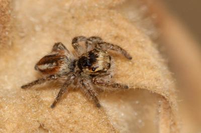 Saltique sanguinolent Philaeus chrysops (Poda, 1761)