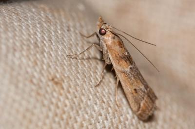  Ancylosis cinnamomella (Duponchel, 1836)