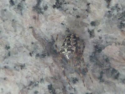 Épeire diadème Araneus diadematus Clerck, 1758