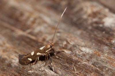  Calybites phasianipennella (Hübner, 1813)