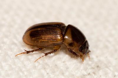  Labarrus lividus (Olivier, 1789)