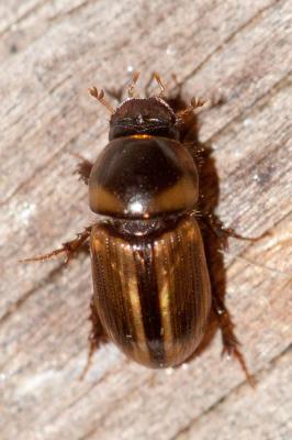  Labarrus lividus (Olivier, 1789)