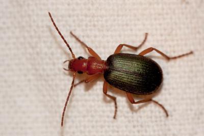  Brachinus crepitans (Linnaeus, 1758)