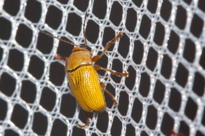 Cryptocéphale sulfureux Cryptocephalus sulphureus Olivier, 1808