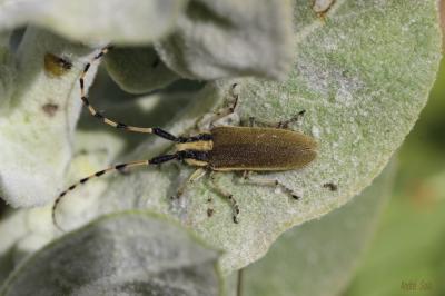  Agapanthia kirbyi (Gyllenhal, 1817)