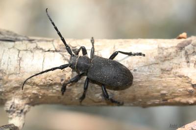 Lamie tisserand Lamia textor (Linnaeus, 1758)