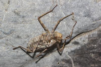Cordulie splendide (La) Macromia splendens (Pictet, 1843)