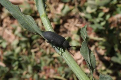  Cryphaeus cornutus (Fischer von Waldheim, 1823)
