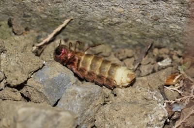 Ver luisant, Lampyre Lampyris noctiluca (Linnaeus, 1758)