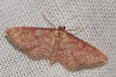 Acidalie rougeâtre (L') Idaea rhodogrammaria (Püngeler in Prout, 1913)
