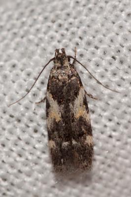  Teleiodes luculella (Hübner, 1813)